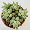 Pachyphytum compactum little yewel
