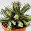 Euphorbia enopla