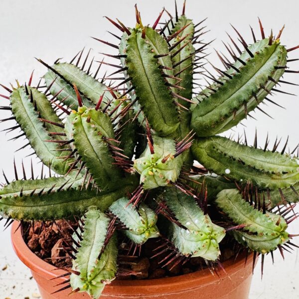 Euphorbia enopla