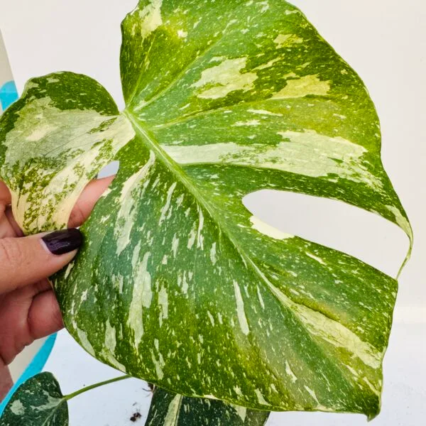 Monstera variegata thai constelacion