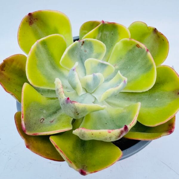 Echeveria enfant variegata - Image 4