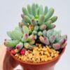 Sedum pachyphyllum “nariz de payaso”