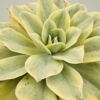 Echeveria japan moonriver