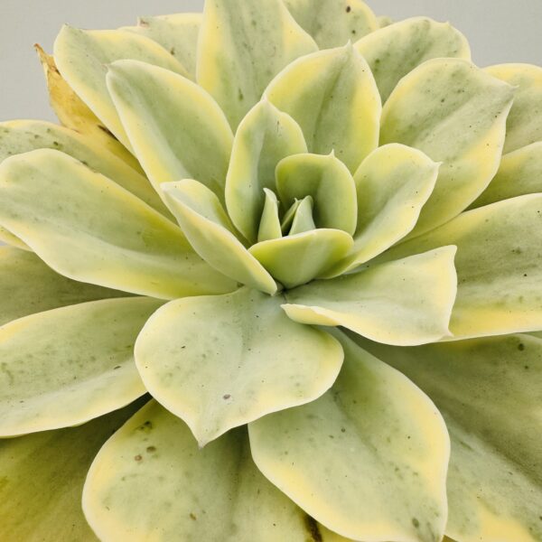 Echeveria japan moonriver