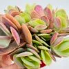 Kalanchoe rotundifolia - Imagen 4