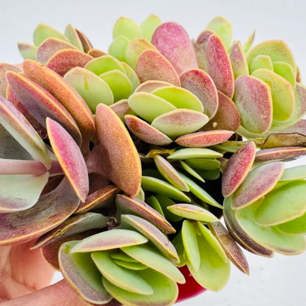 Kalanchoe rotundifolia - Imagen 4