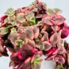 Crassula marginalis variegata - Imagen 7