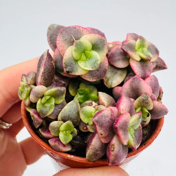 Crassula marginalis variegata - Imagen 4