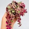 Crassula marginalis variegata - Imagen 5