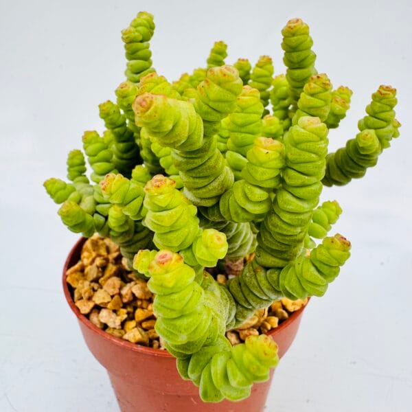 Crassula marnieriana minor - Imagen 3