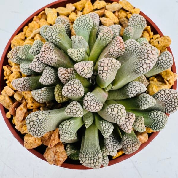 Titanopsis luederitzii - Image 3