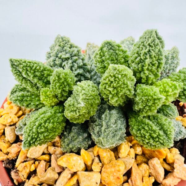 Adromischus marianae herrei - Image 3