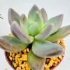 Pachyveria blue mist - Imagen 3