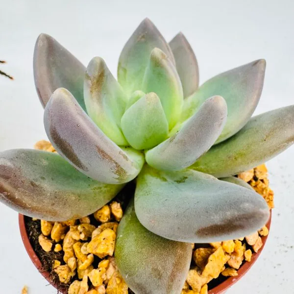 Pachyveria blue mist - Imagen 3