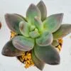 Pachyveria blue mist
