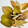 Kalanchoe orgyalis “cucharas de cobre”