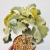 Kalanchoe beharensis “oreja de elefante”