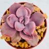 Graptoveria topsy debbie