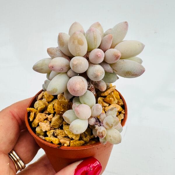 Pachyphytum baby fingers - Image 3