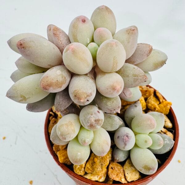 Pachyphytum baby fingers - Image 4