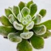 Echeveria setosa “terciopelo”