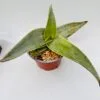 Aloe karasbergensis - Imagen 2