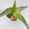 Aloe karasbergensis