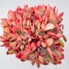 Echeveria luella cristata