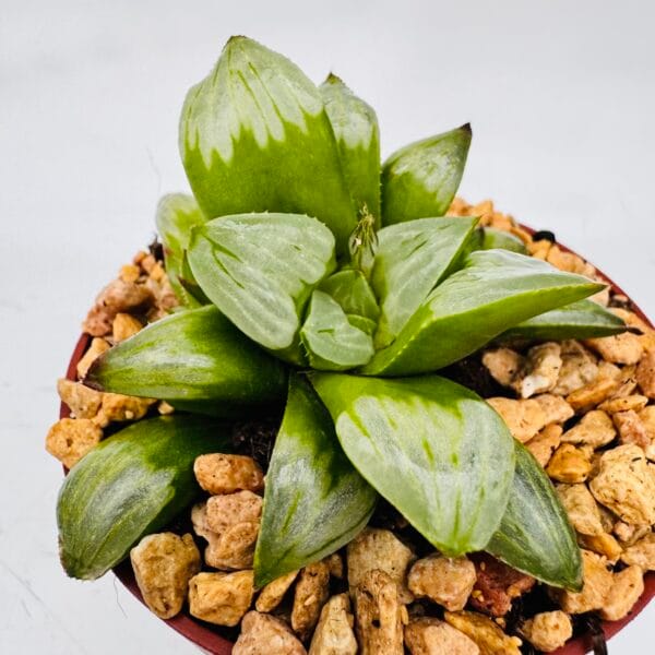 Haworthia bayeri - Image 5