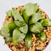 Haworthia bayeri