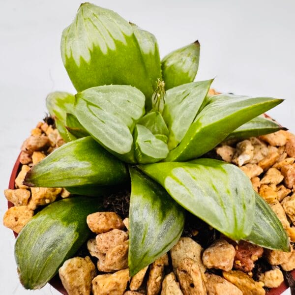 Haworthia bayeri - Image 2