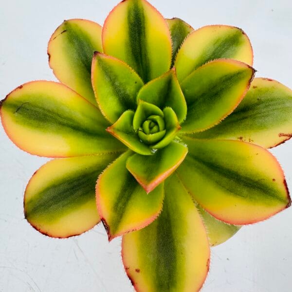 Aeonium starburst