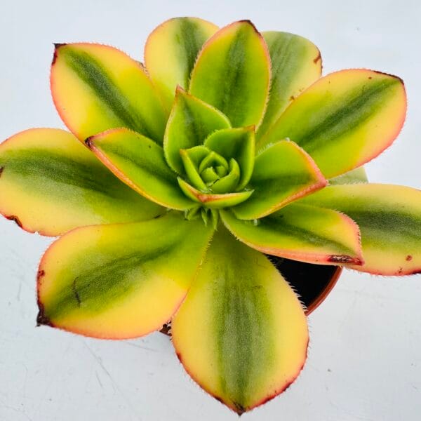 Aeonium starburst - Image 5