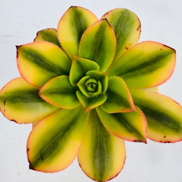 Aeonium starburst - Image 4