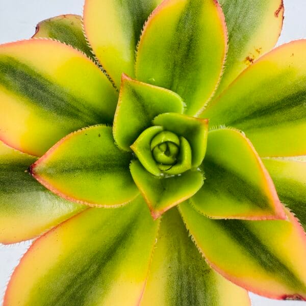 Aeonium starburst - Image 2