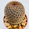 Mammillaria matudae