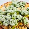 Crassula corallina