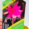 Epiphyllum híbrido - Imagen 12