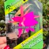 Epiphyllum híbrido - Imagen 9