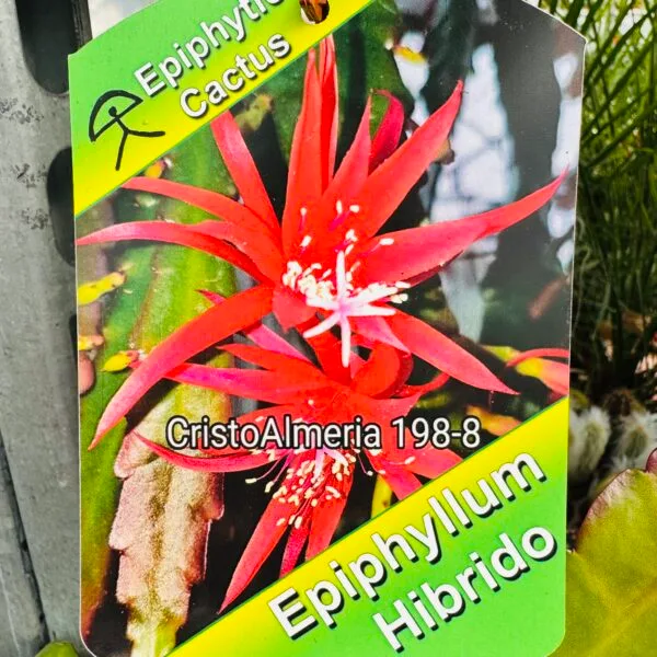 Epiphyllum híbrido - Imagen 8