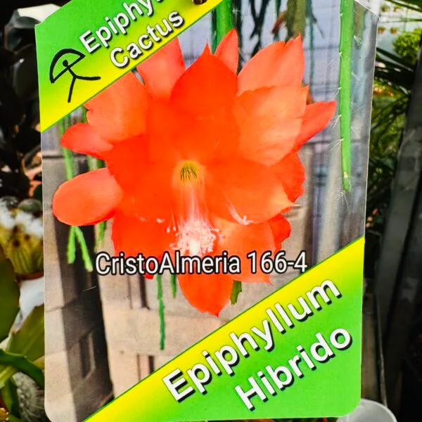 Epiphyllum híbrido - Imagen 7