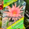 Epiphyllum híbrido - Imagen 6