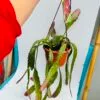 Epiphyllum híbrido - Imagen 4
