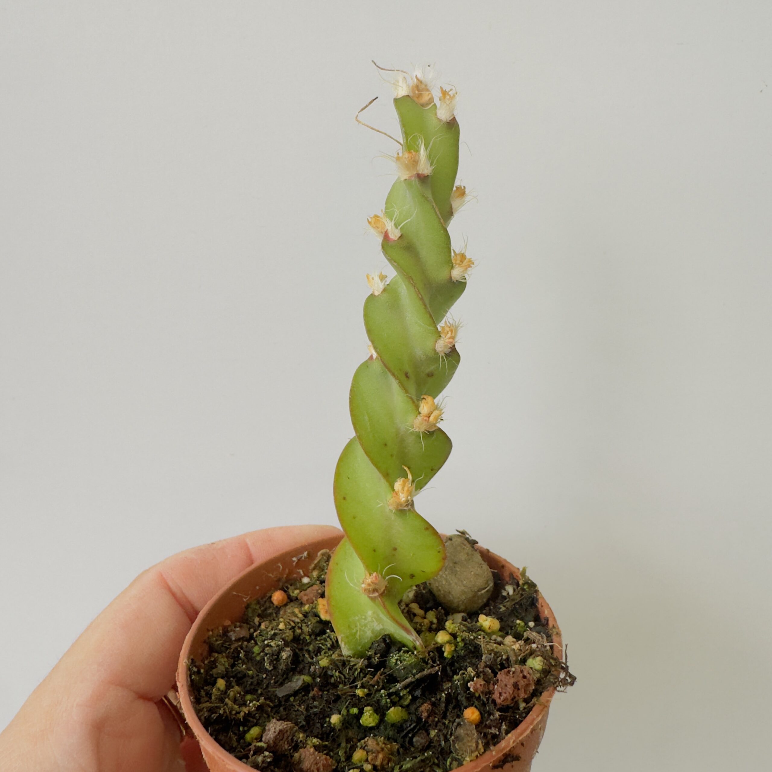 Lepismium cruciformis spiralis - Imagen 6