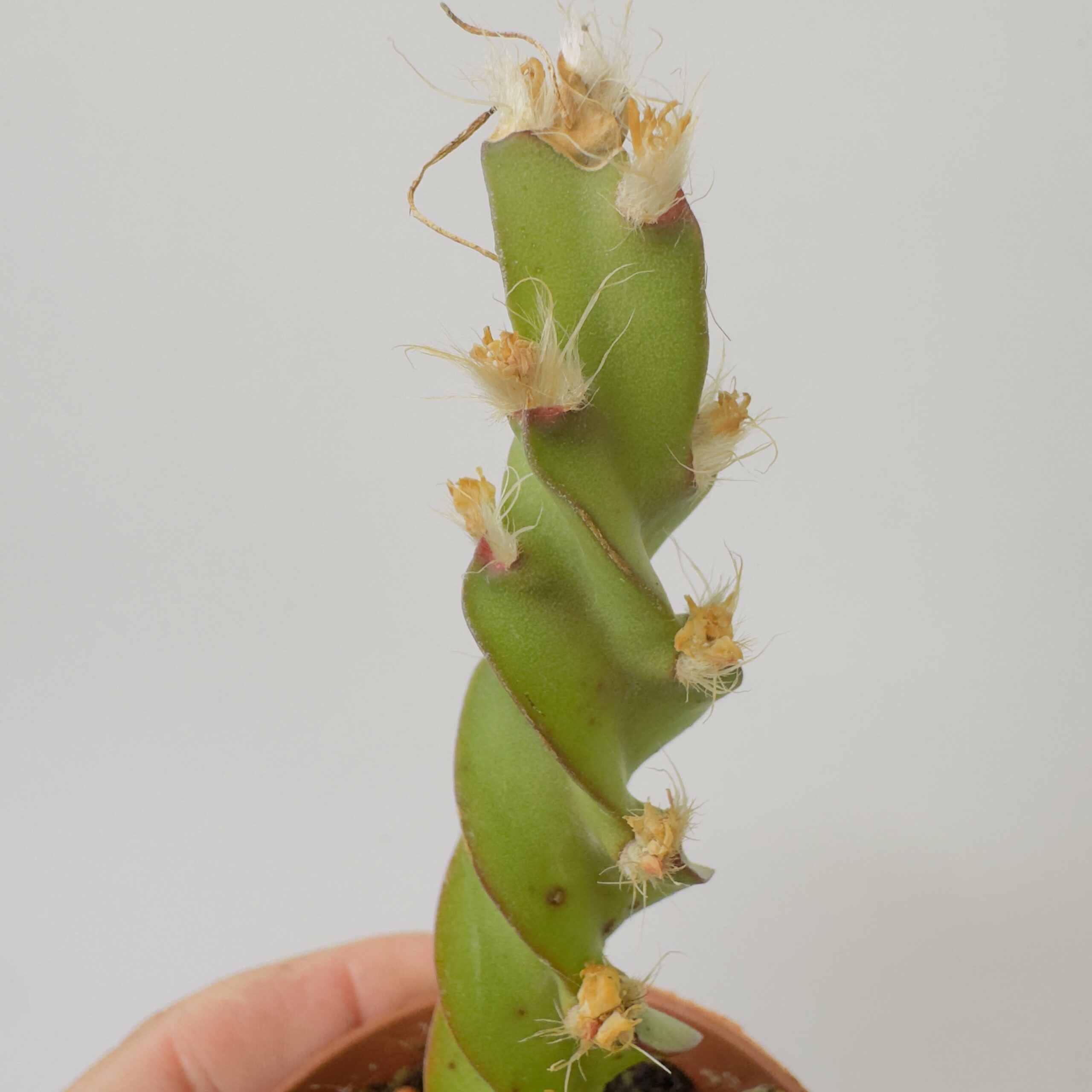 Lepismium cruciformis spiralis - Imagen 7