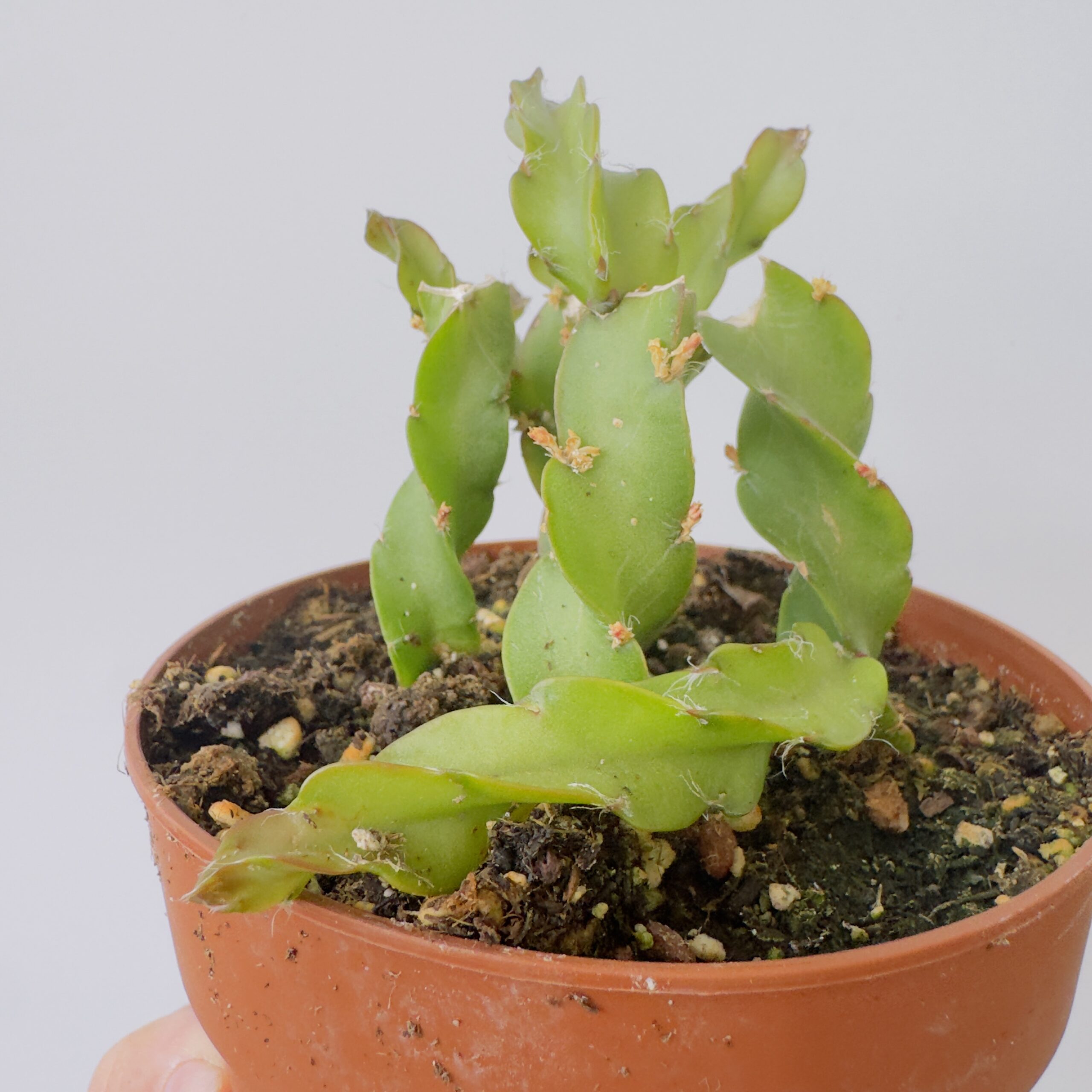 Lepismium cruciformis spiralis - Imagen 5
