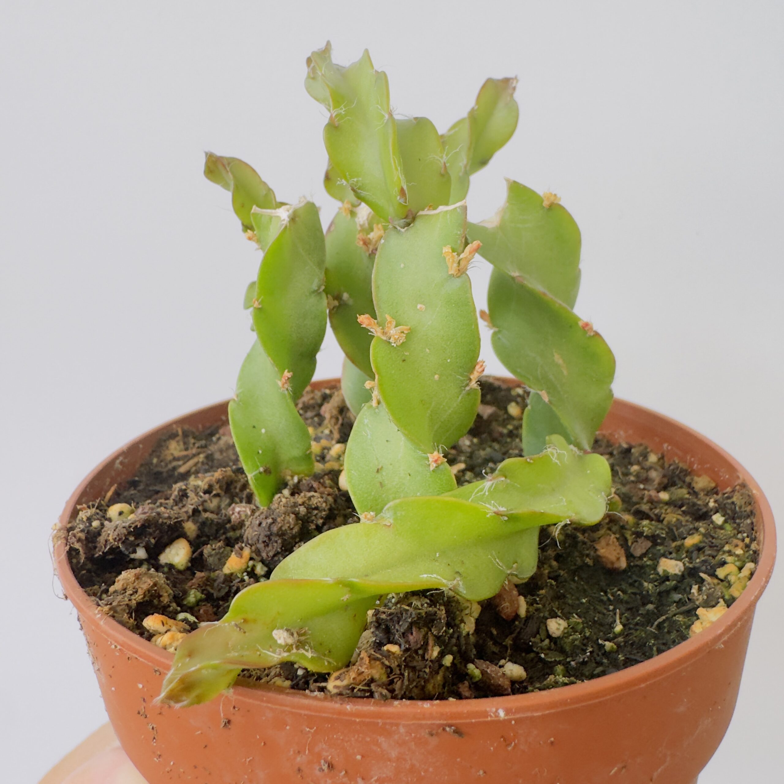Lepismium cruciformis spiralis - Imagen 8