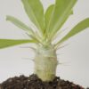 Pachypodium bispinosum