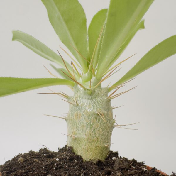 Pachypodium bispinosum
