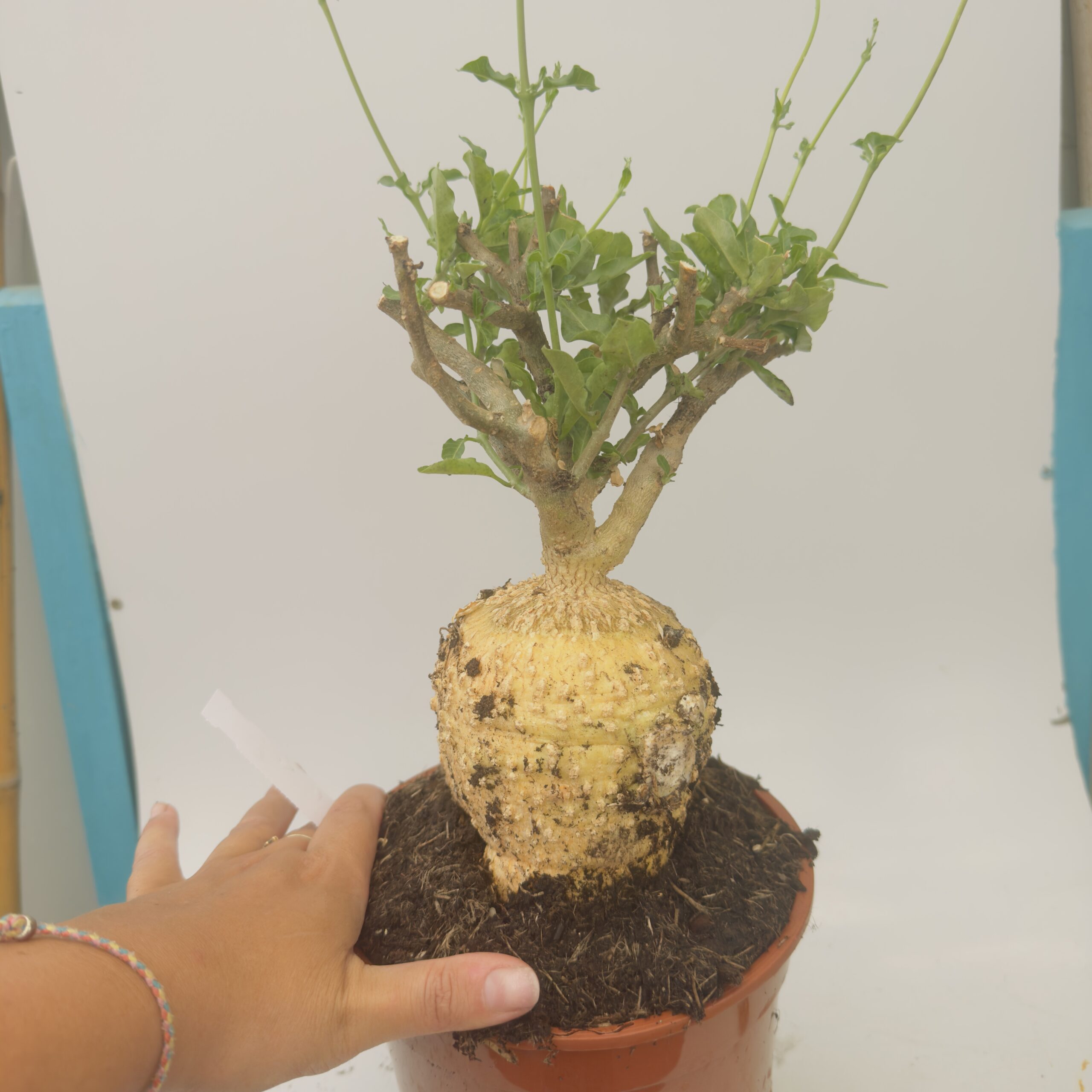 Fockea edulis - Imagen 3